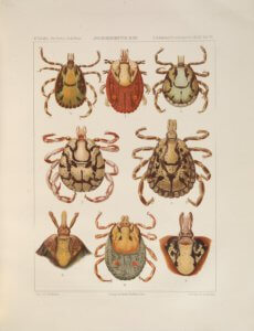 źródło: www.flickr.com